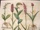 Besler 1613 LG Folio Hand Colored Botanical Print. Epipactis Latifolia, Wild Orchid | Albion Prints
